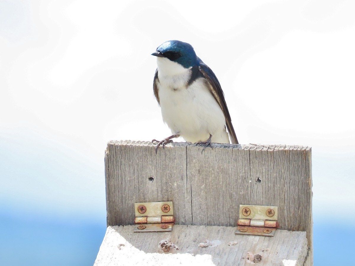 Tree Swallow - ML347584971