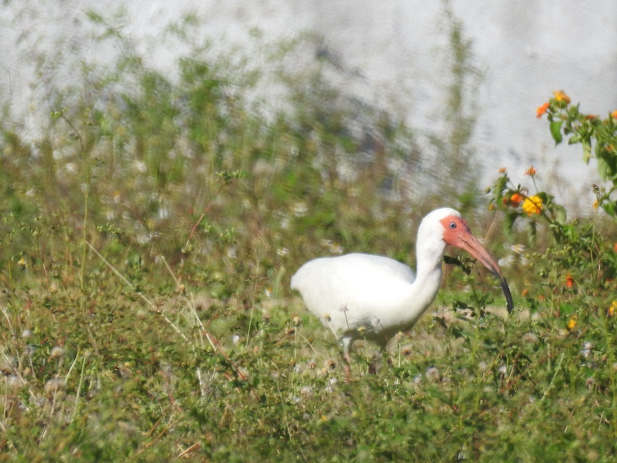ibis bílý - ML347587311