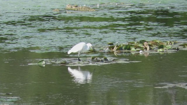Snowy Egret - ML347587461