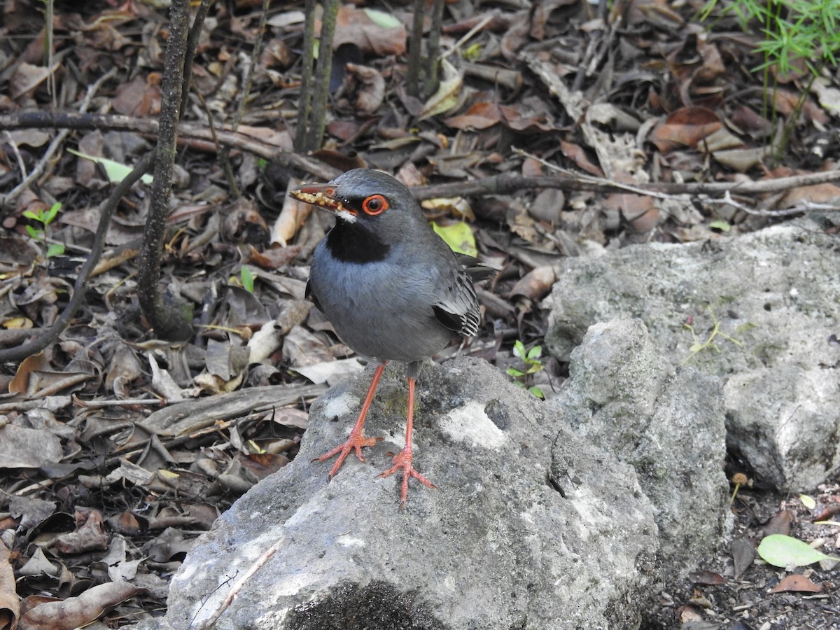 Red-legged Thrush - ML347587911