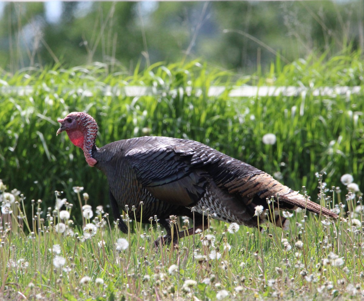 Wild Turkey - Liz Clement