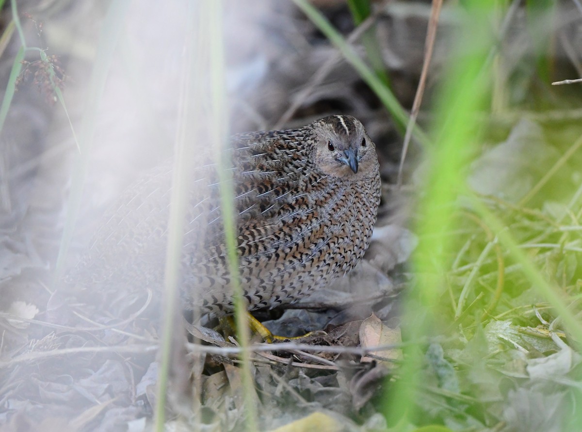 Brown Quail - ML347589431