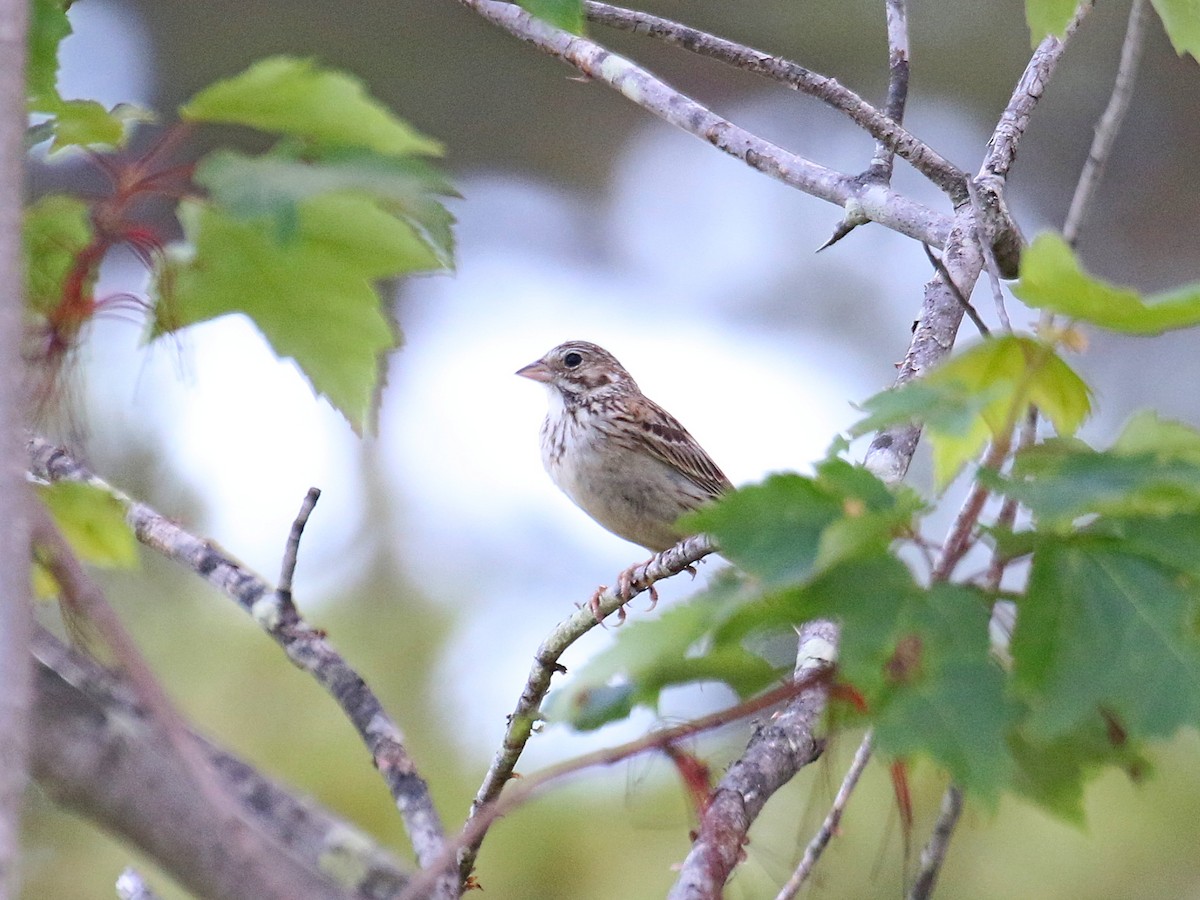 Пасовник польовий - ML347589901
