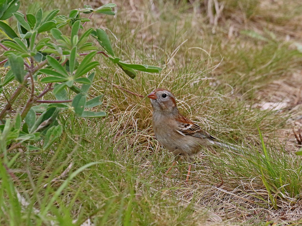 Field Sparrow - ML347589961