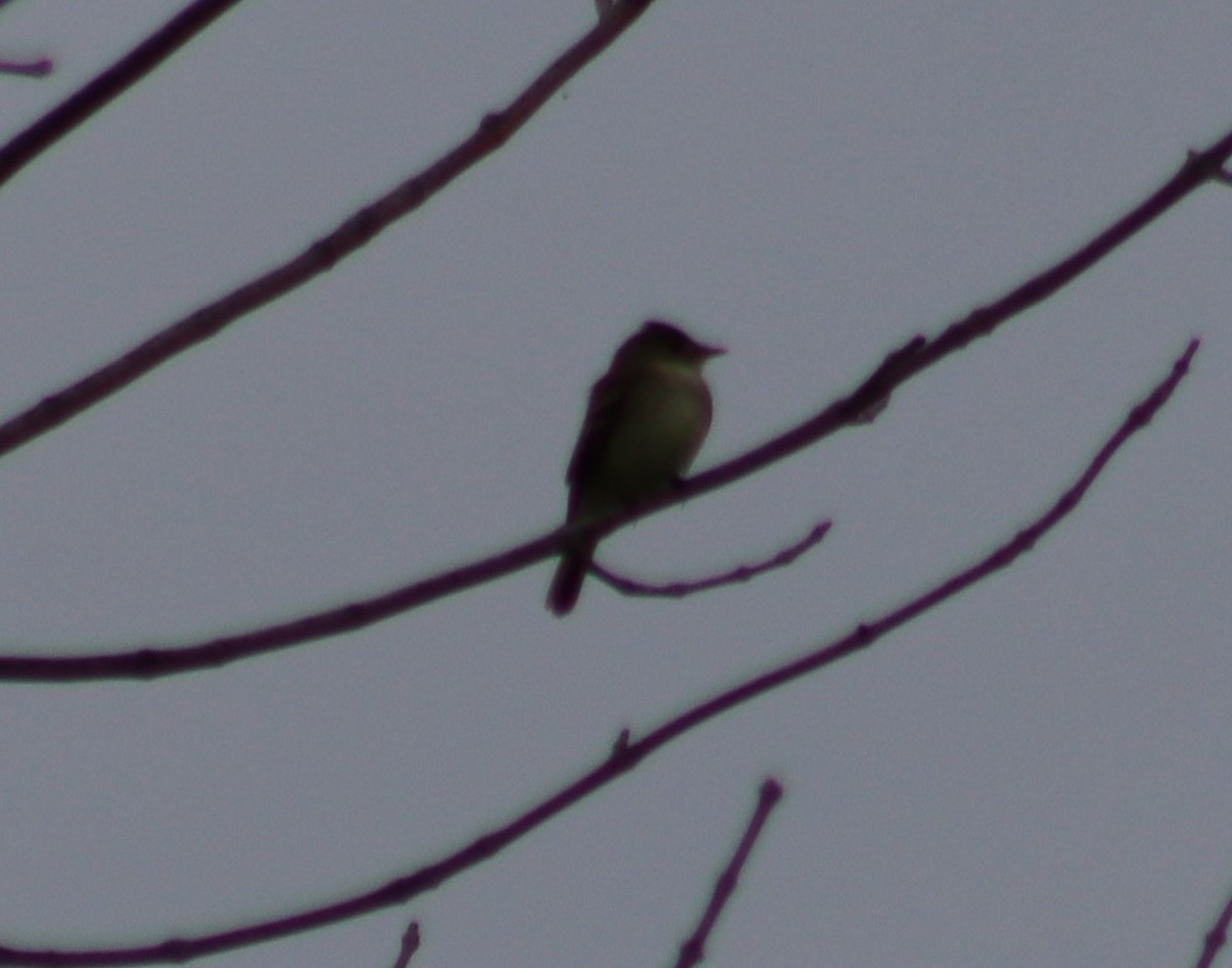 Eastern Wood-Pewee - ML347590031