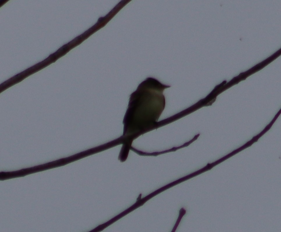 Eastern Wood-Pewee - ML347590131