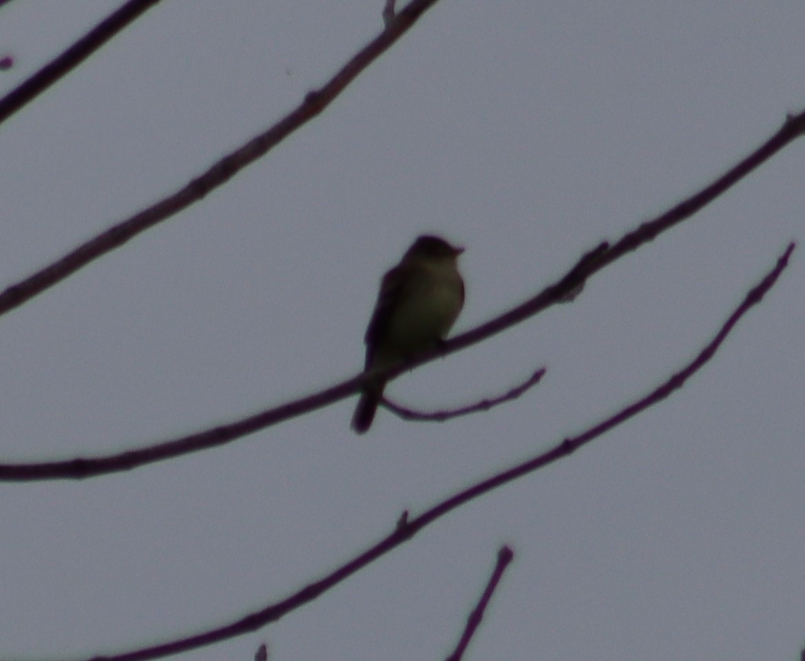 Eastern Wood-Pewee - Gerald Fix