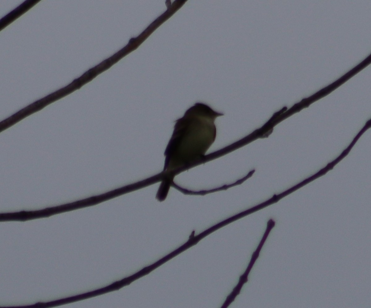 Eastern Wood-Pewee - ML347590351