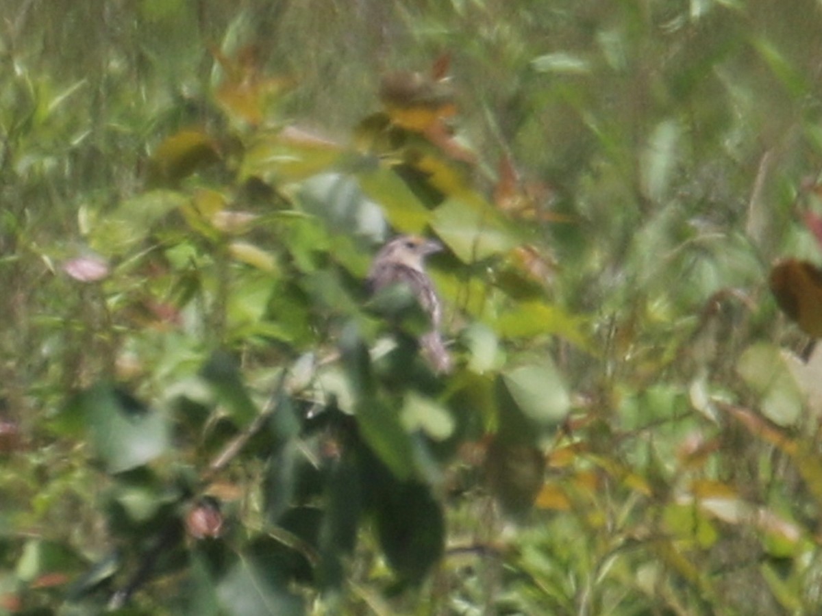 Grasshopper Sparrow - ML347590371
