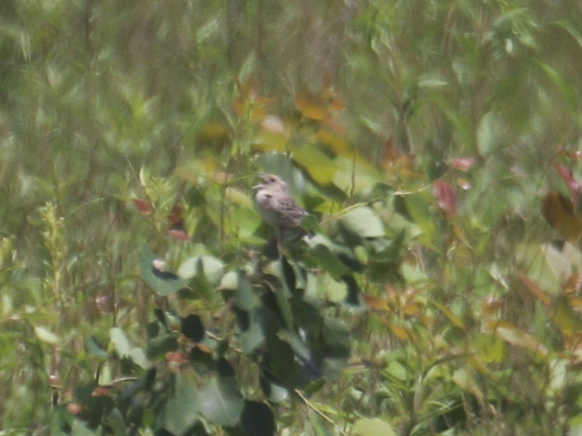 Grasshopper Sparrow - ML347590381