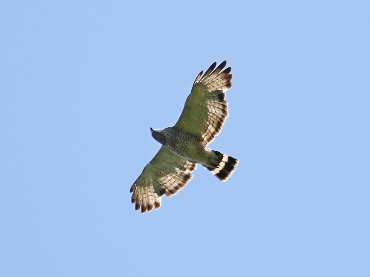 Broad-winged Hawk - ML347590731