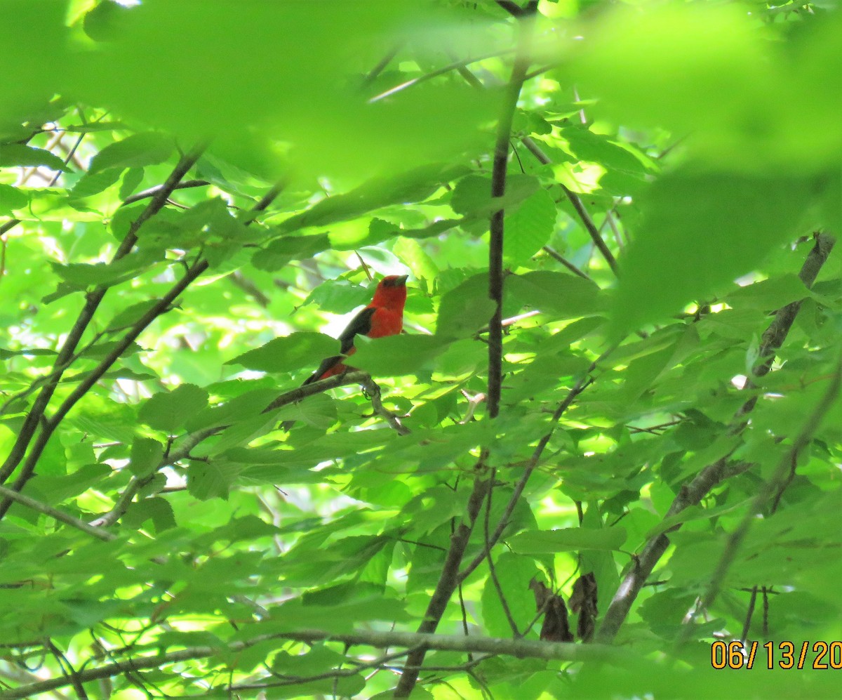 Scarlet Tanager - ML347591601