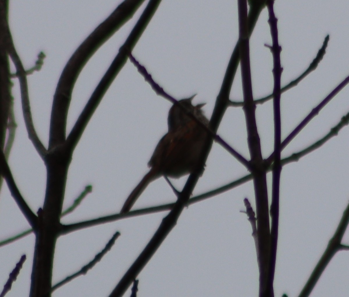 Swamp Sparrow - ML347591641