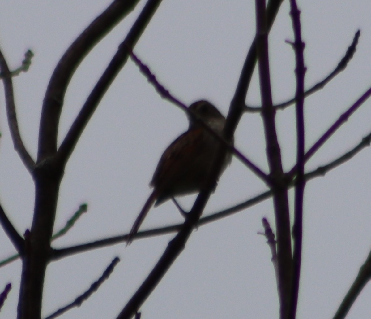 Swamp Sparrow - ML347591651