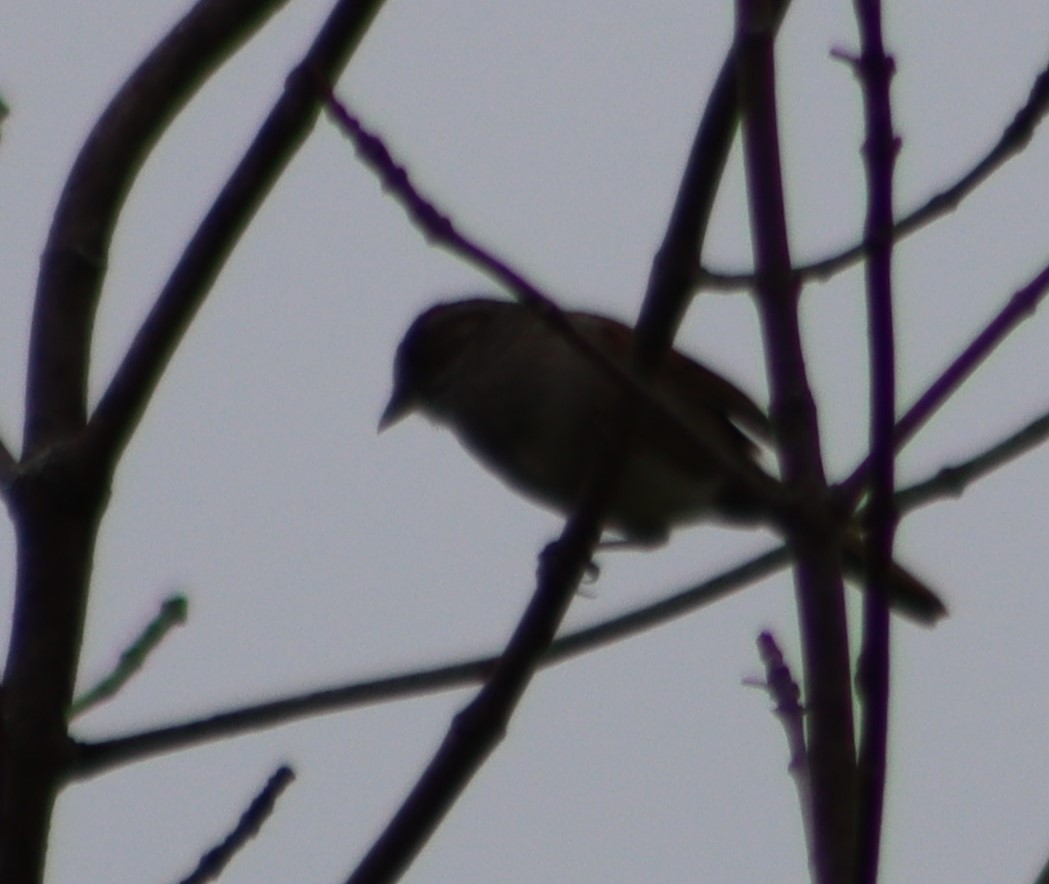 Swamp Sparrow - ML347591671