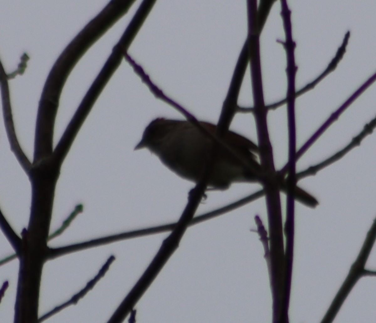 Swamp Sparrow - ML347591701