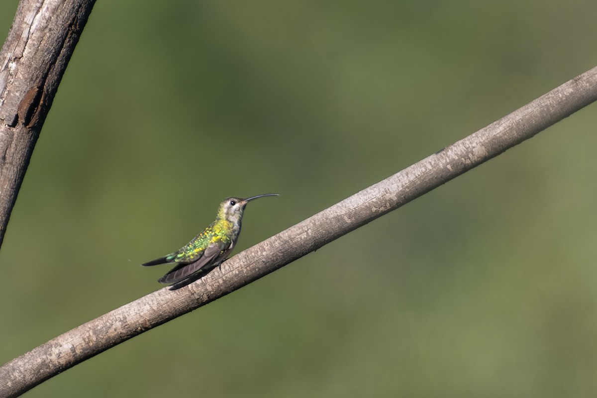 White-tailed Goldenthroat - ML347592621