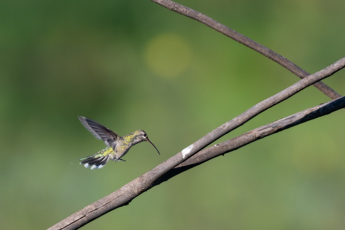 White-tailed Goldenthroat - Giovan Alex