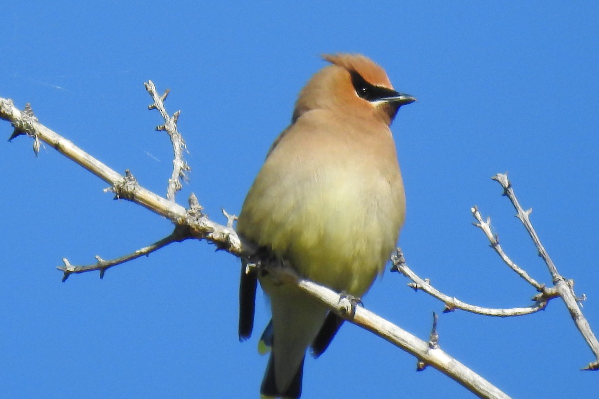 Cedar Waxwing - ML347594161