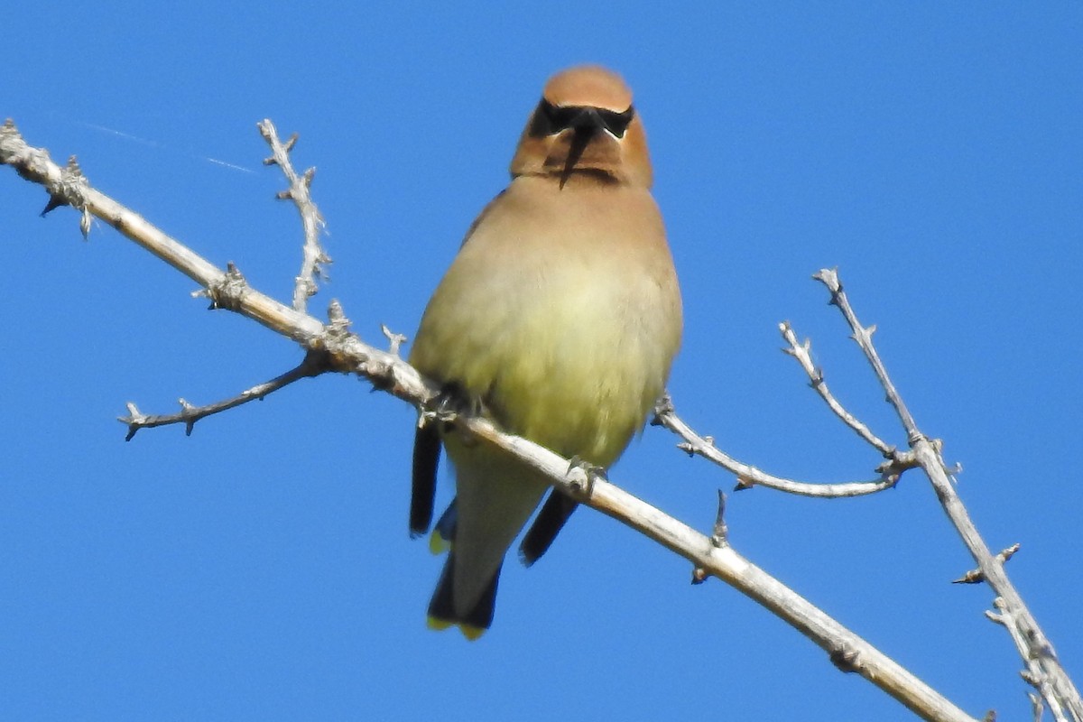 Cedar Waxwing - ML347594171