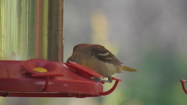 Bullock's Oriole - ML347594241