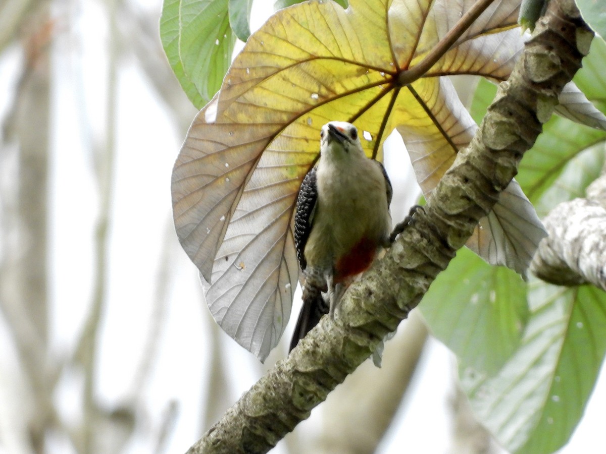 Golden-fronted Woodpecker (Velasquez's) - GARY DOUGLAS