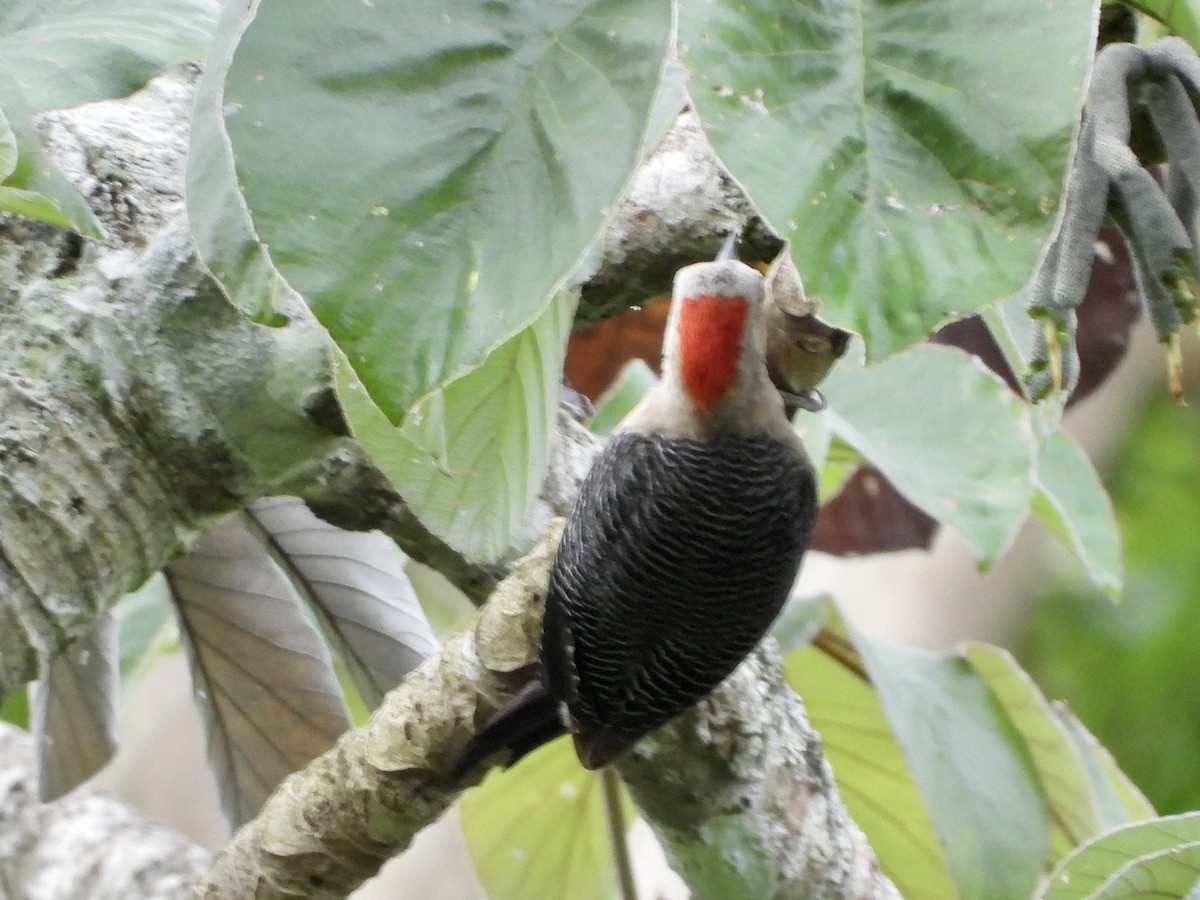 Golden-fronted Woodpecker (Velasquez's) - GARY DOUGLAS