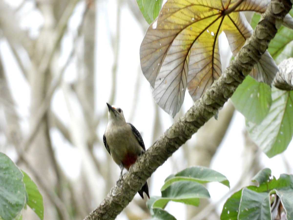 Golden-fronted Woodpecker (Velasquez's) - GARY DOUGLAS