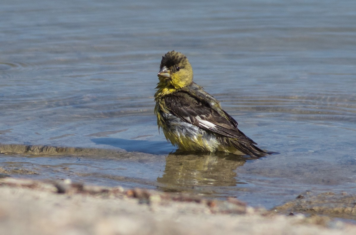 Lesser Goldfinch - ML347597791