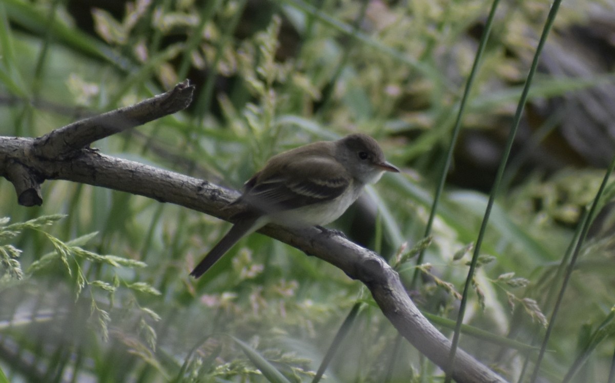 Willow Flycatcher - ML347598061