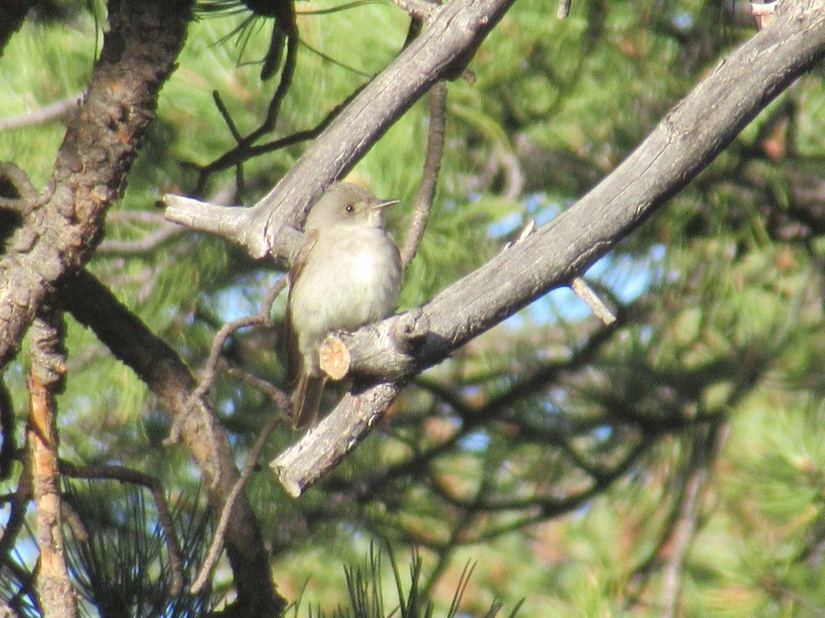 Western Wood-Pewee - Felice  Lyons