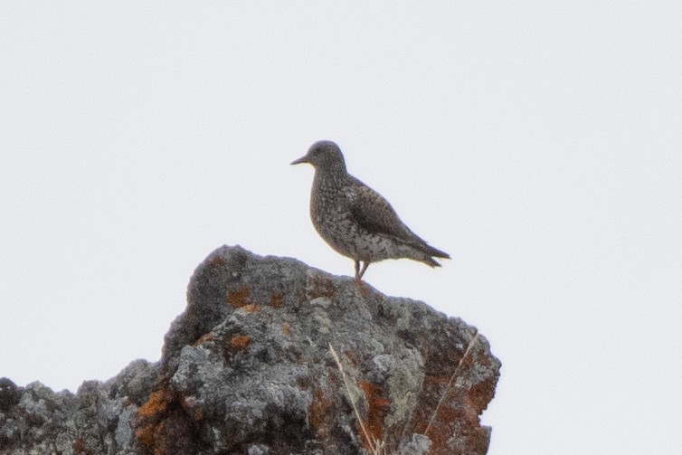 Surfbird - ML347601671