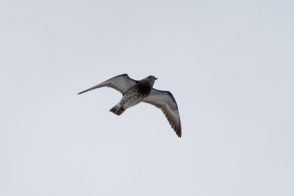 Surfbird - ML347601691