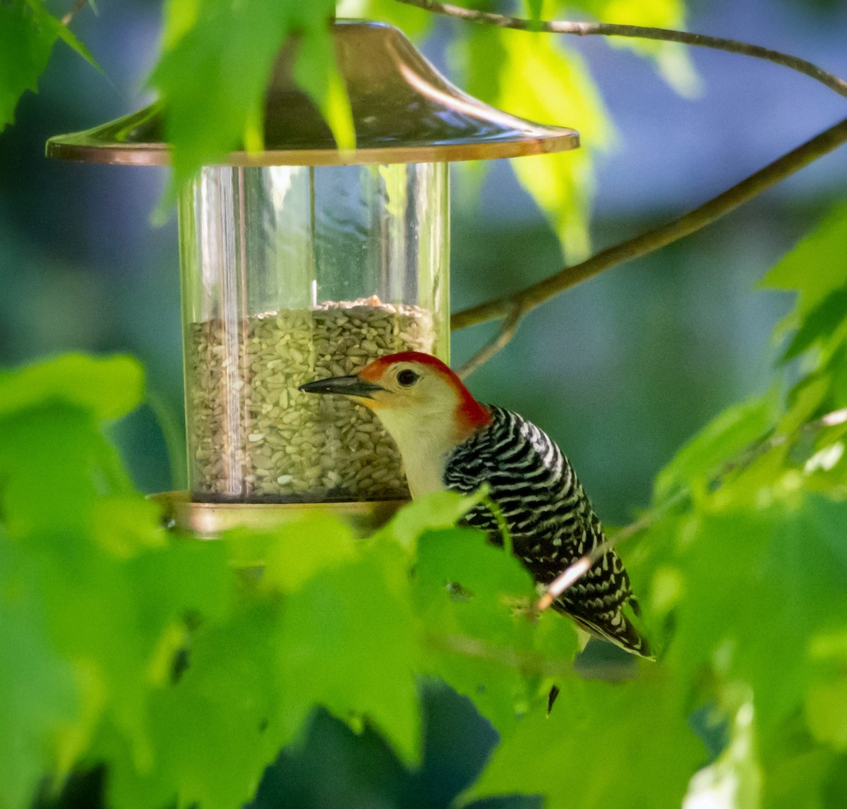 Red-bellied Woodpecker - ML347604851