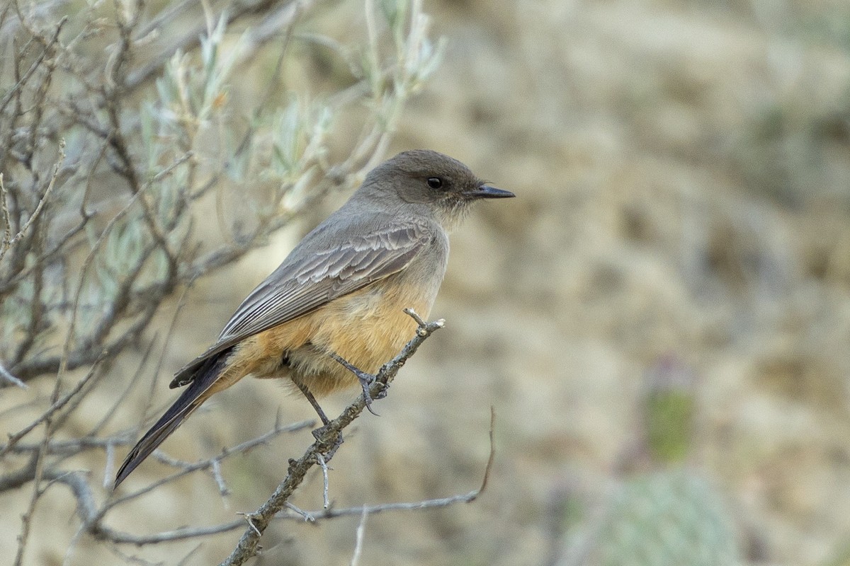 Say's Phoebe - ML347605071