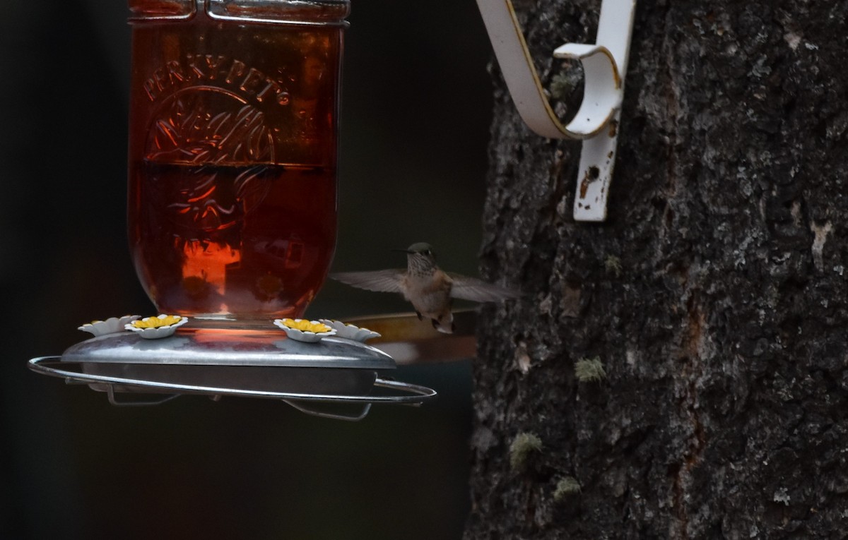 Calliope Hummingbird - ML347605421