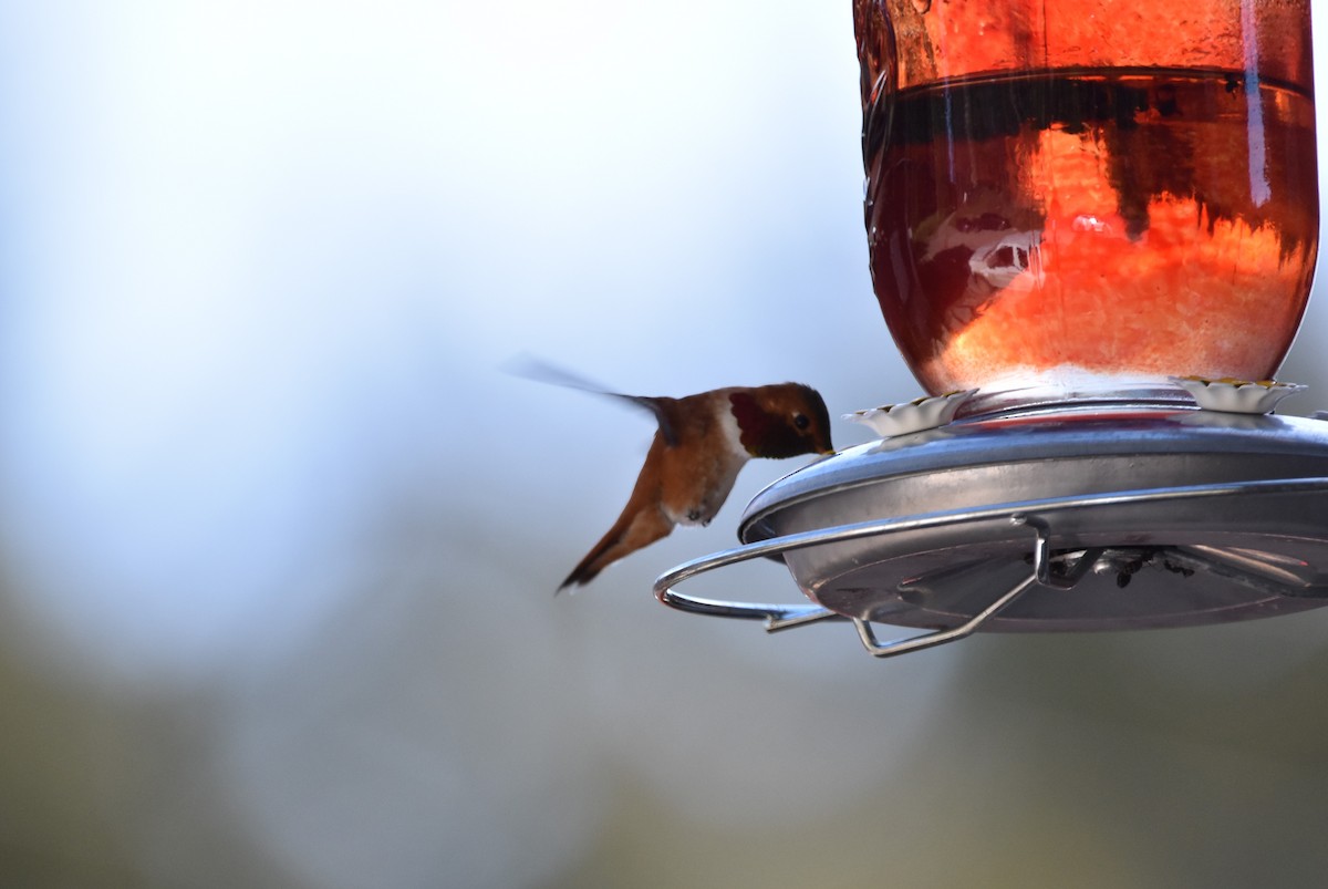 Rufous Hummingbird - ML347605531