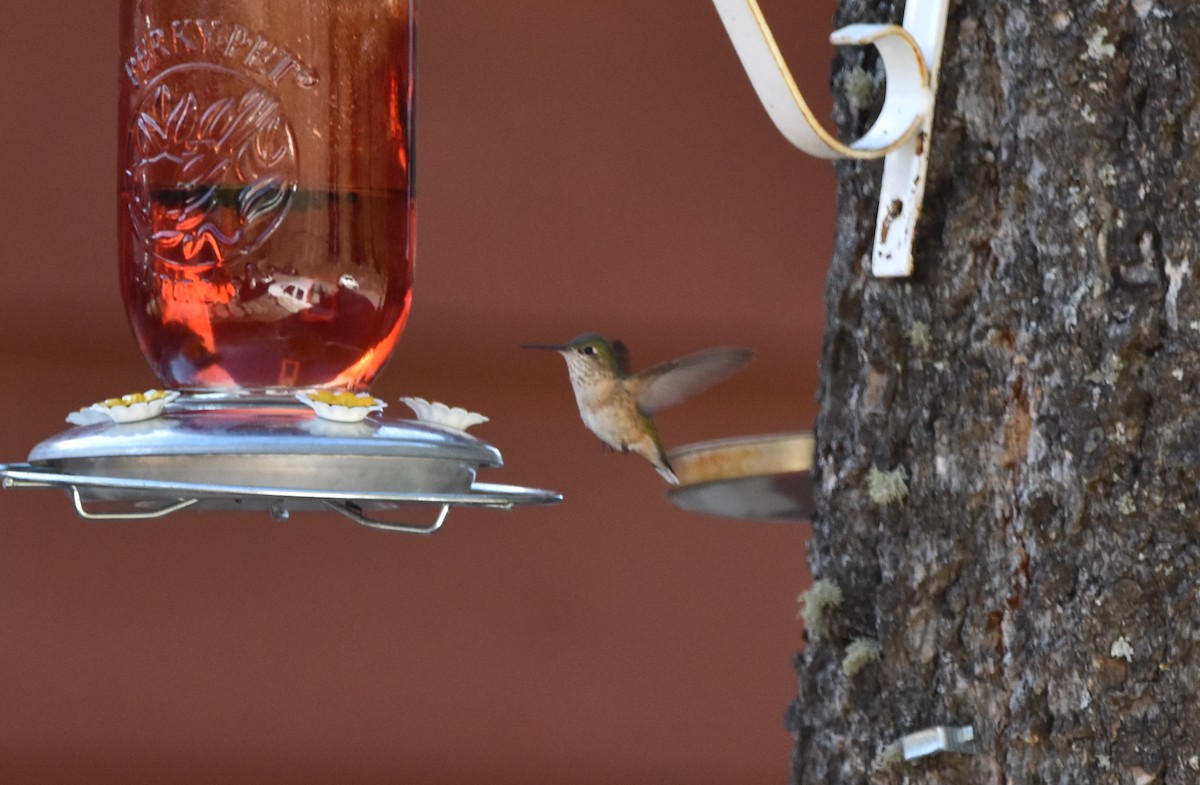 Calliope Hummingbird - ML347605571