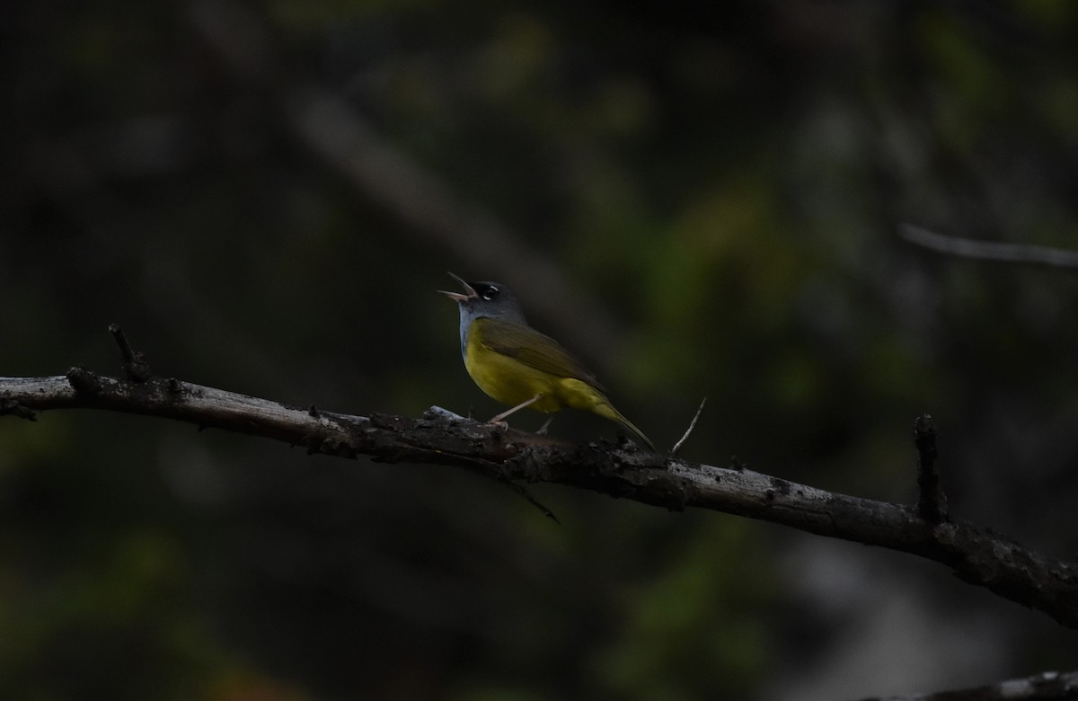MacGillivray's Warbler - ML347605631