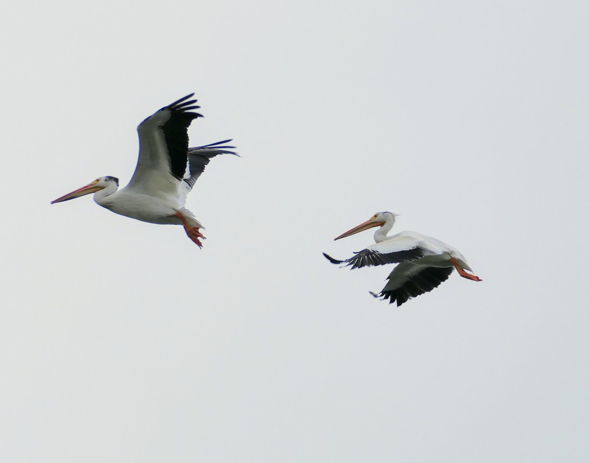 American White Pelican - ML347605711