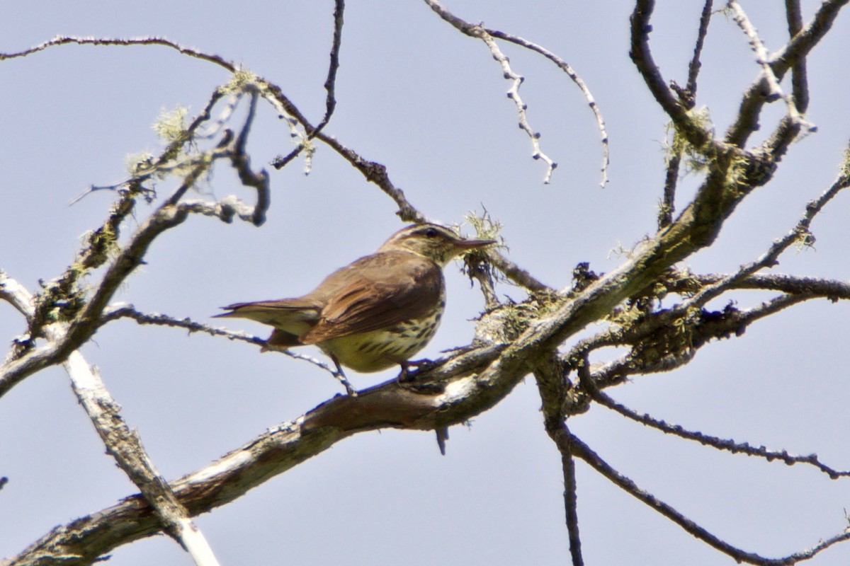 Northern Waterthrush - ML347607141