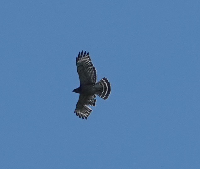 Red-shouldered Hawk - ML347607171