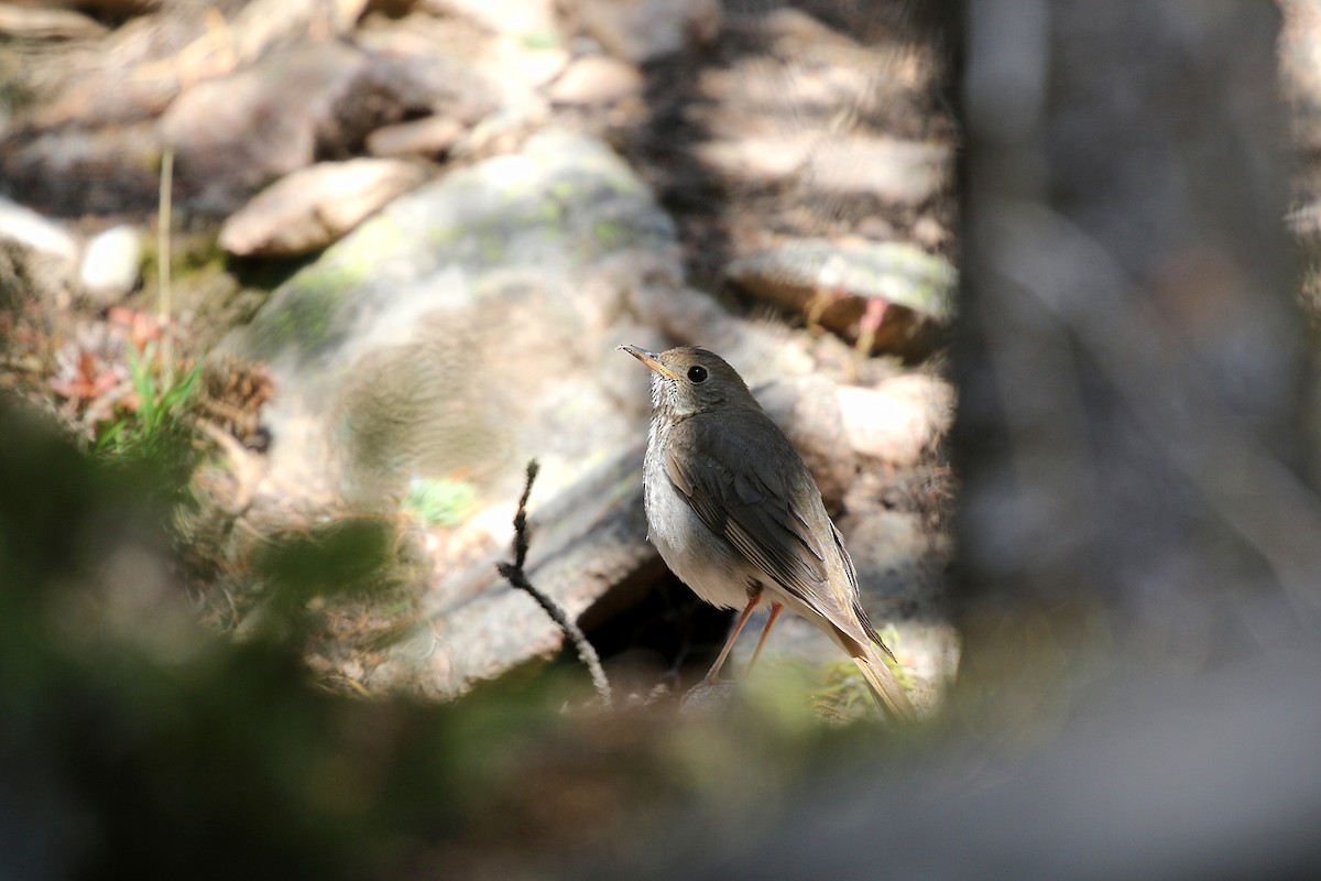 Hermit Thrush (auduboni Group) - ML347607511