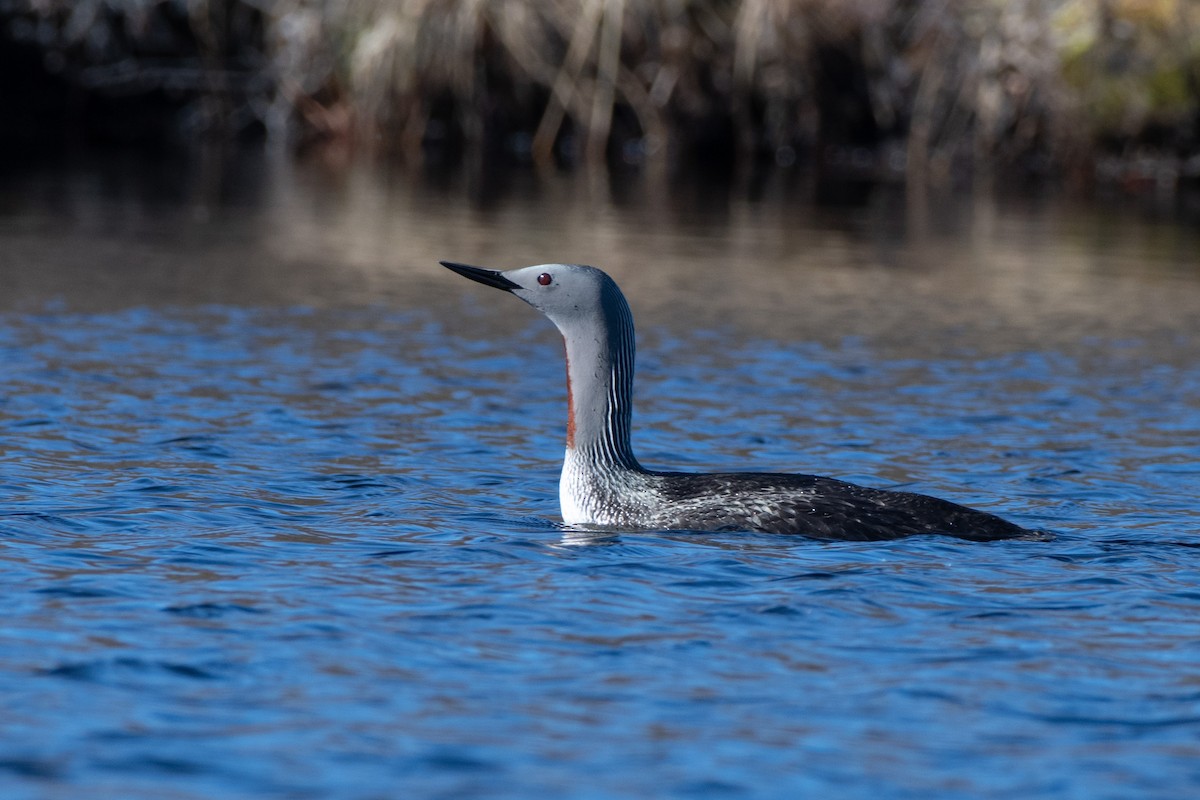 Red-throated Loon - ML347608381