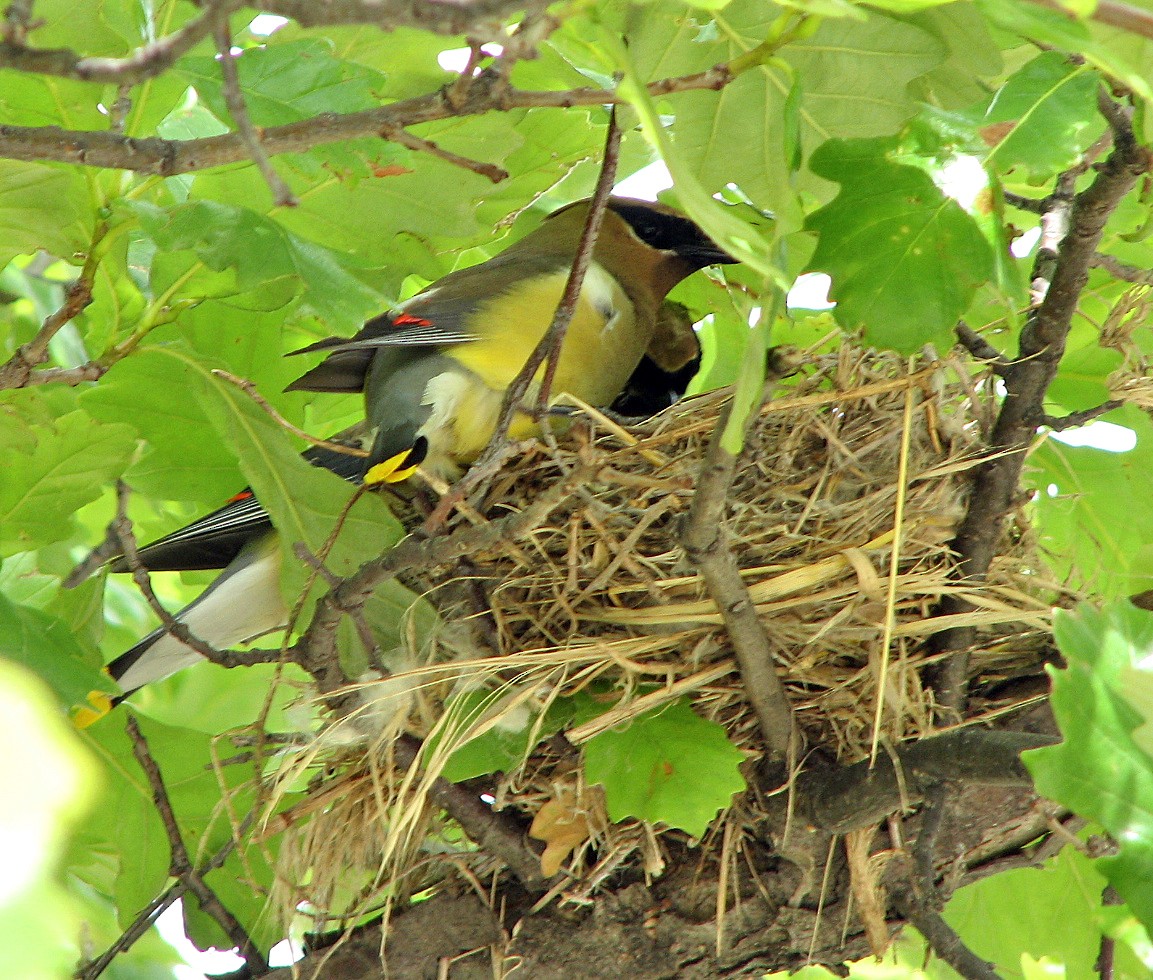 Cedar Waxwing - Tom Gannon