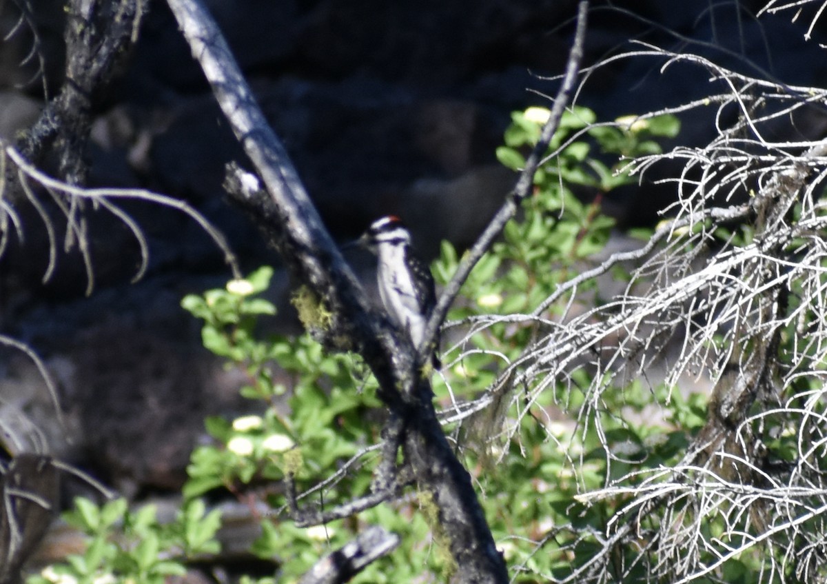 Hairy Woodpecker - Steve Quick