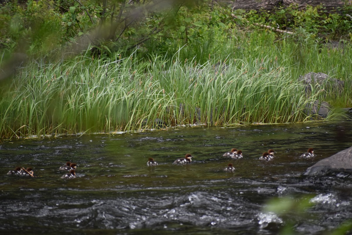 Gänsesäger - ML347609621