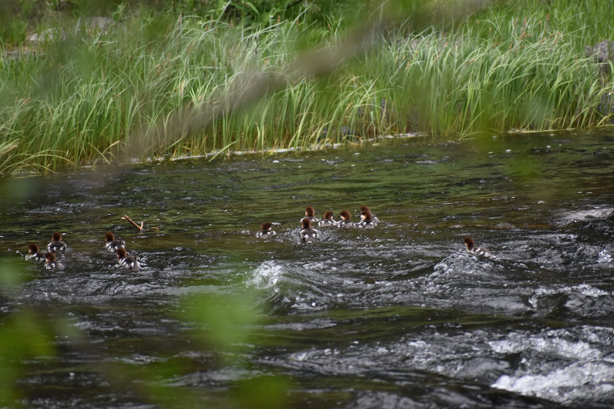 Common Merganser - Steve Quick