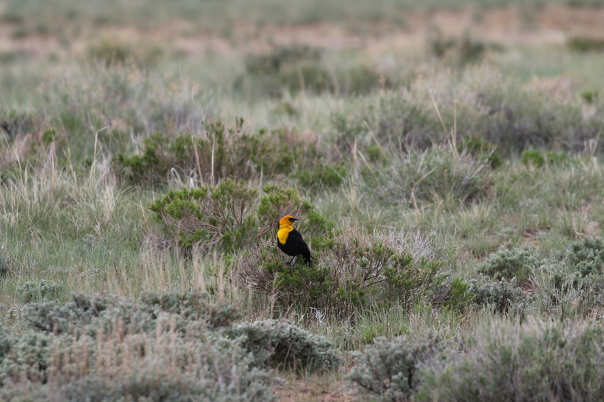 Yellow-headed Blackbird - ML347611151