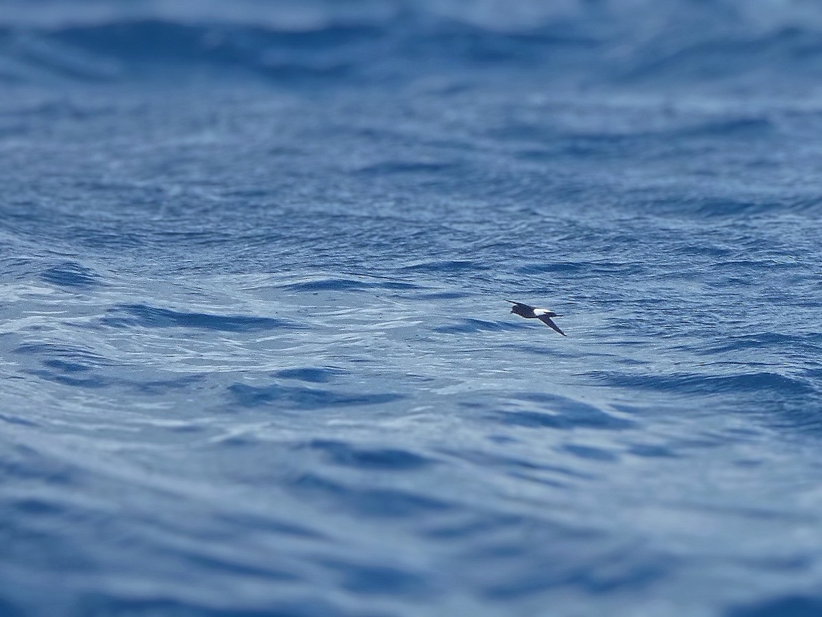 Wilson's Storm-Petrel - ML347611311